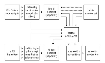 23. kép: Az emberi információfeldolgozó rendszer 23. kép: Az emberi információfeldolgozó rendszer